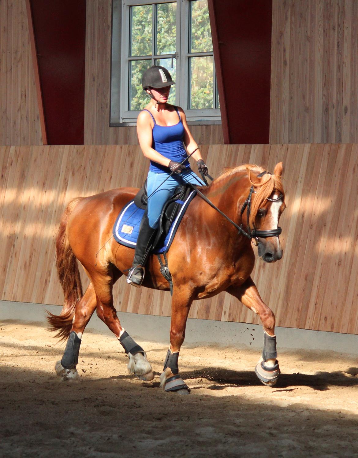 Welsh Cob (sec D) Valhallas Lord Matrafal billede 6