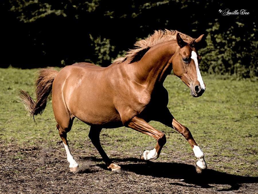 DSP Kimberly´s Rasheeka  billede 3