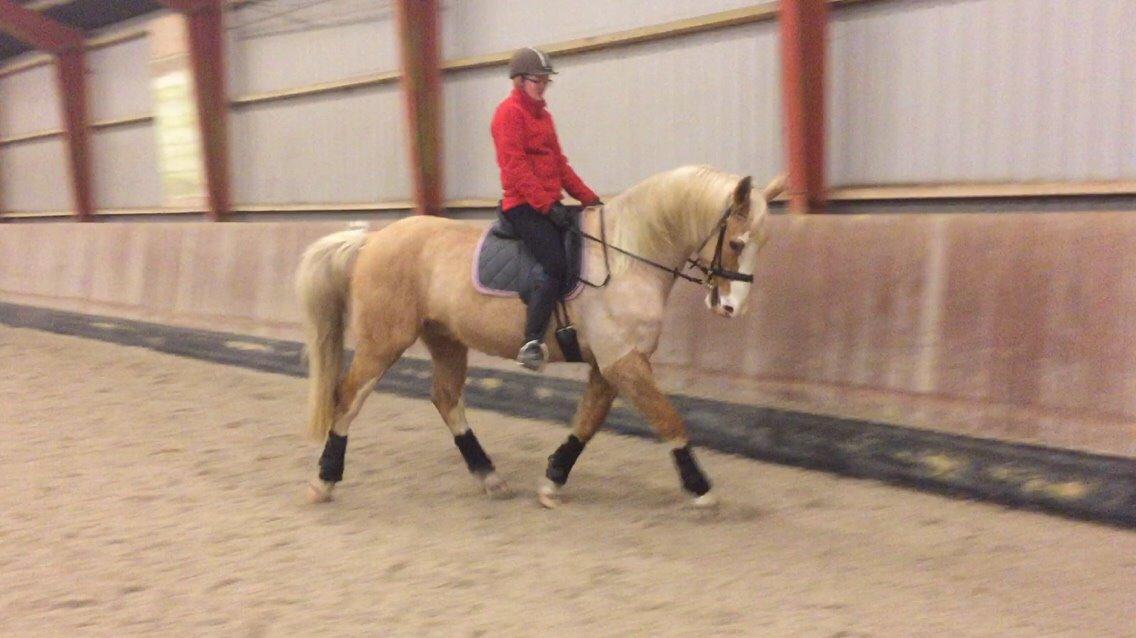 Palomino Crowns Chamberlain billede 11