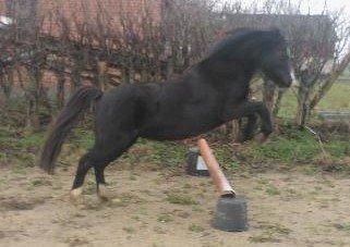 Welsh Mountain (sec A) Rosengårdens Pil - den 21/1-2015 en rigtig hygge dag med super pil ;) billede 38