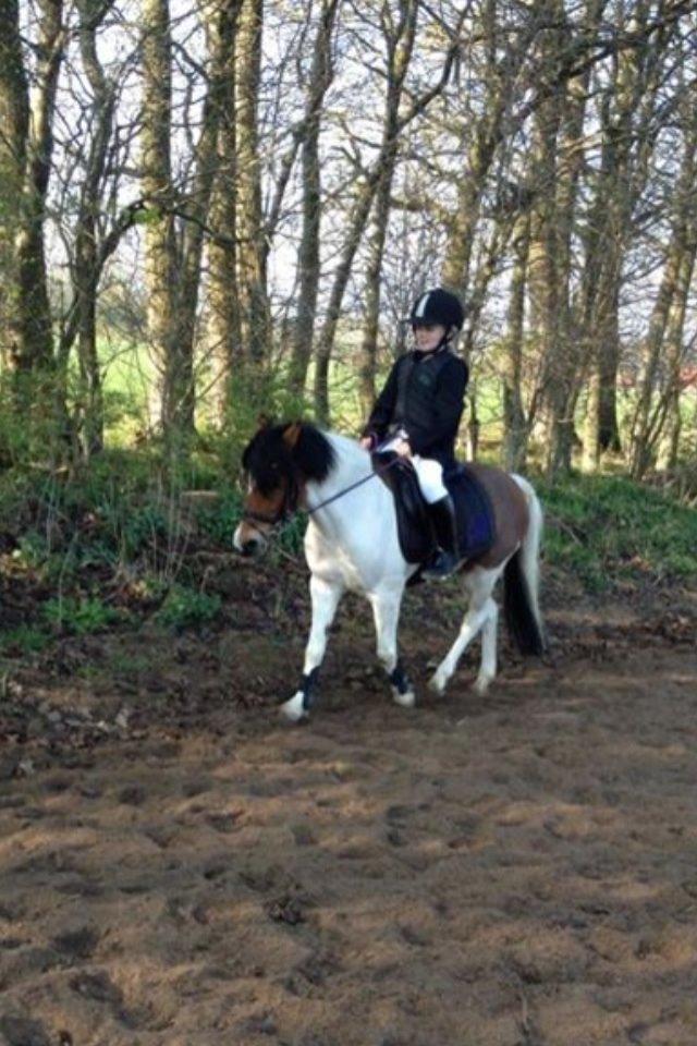 Anden særlig race Wasabi billede 1