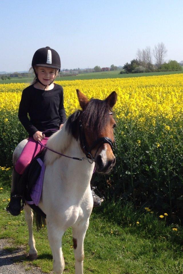 Anden særlig race Wasabi billede 3