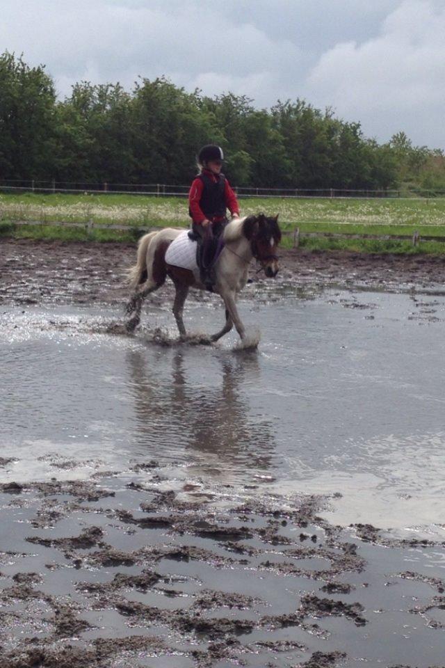 Anden særlig race Wasabi billede 4