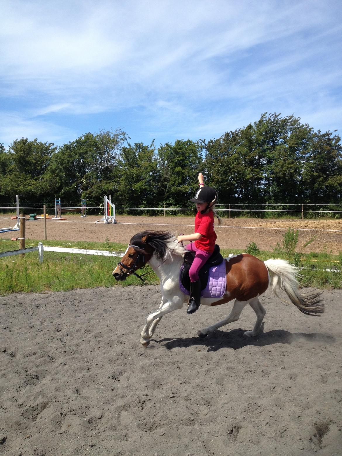 Anden særlig race Wasabi billede 6