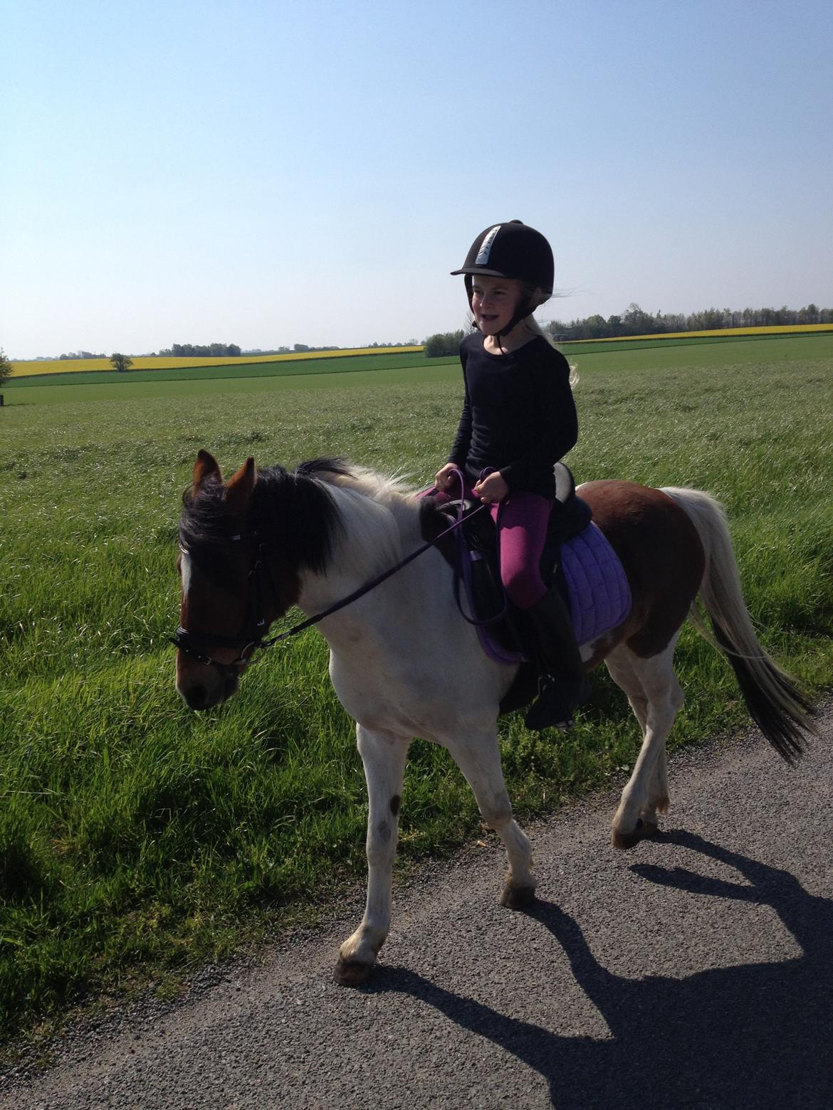 Anden særlig race Wasabi billede 7