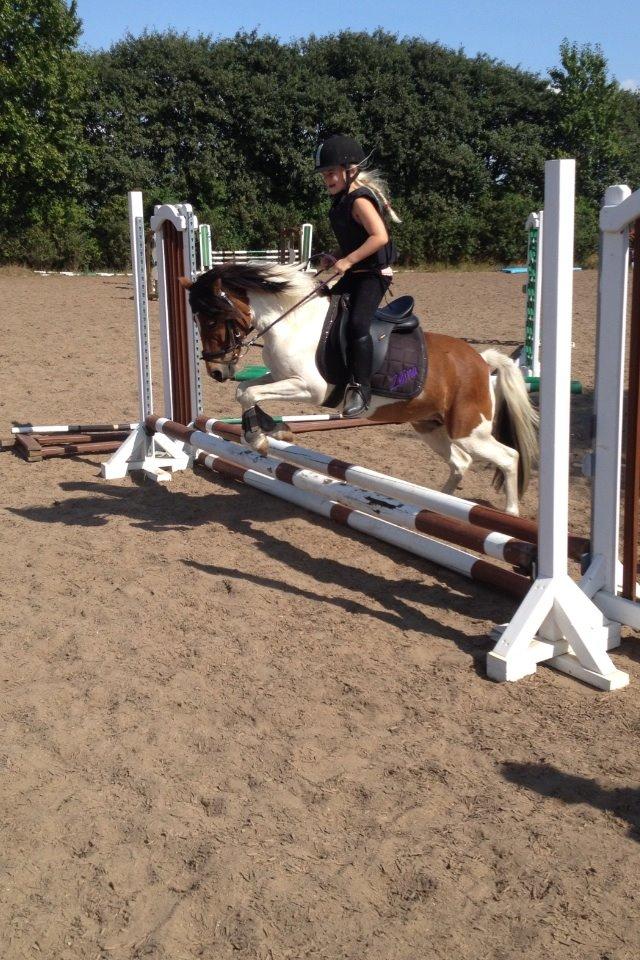 Anden særlig race Wasabi billede 9