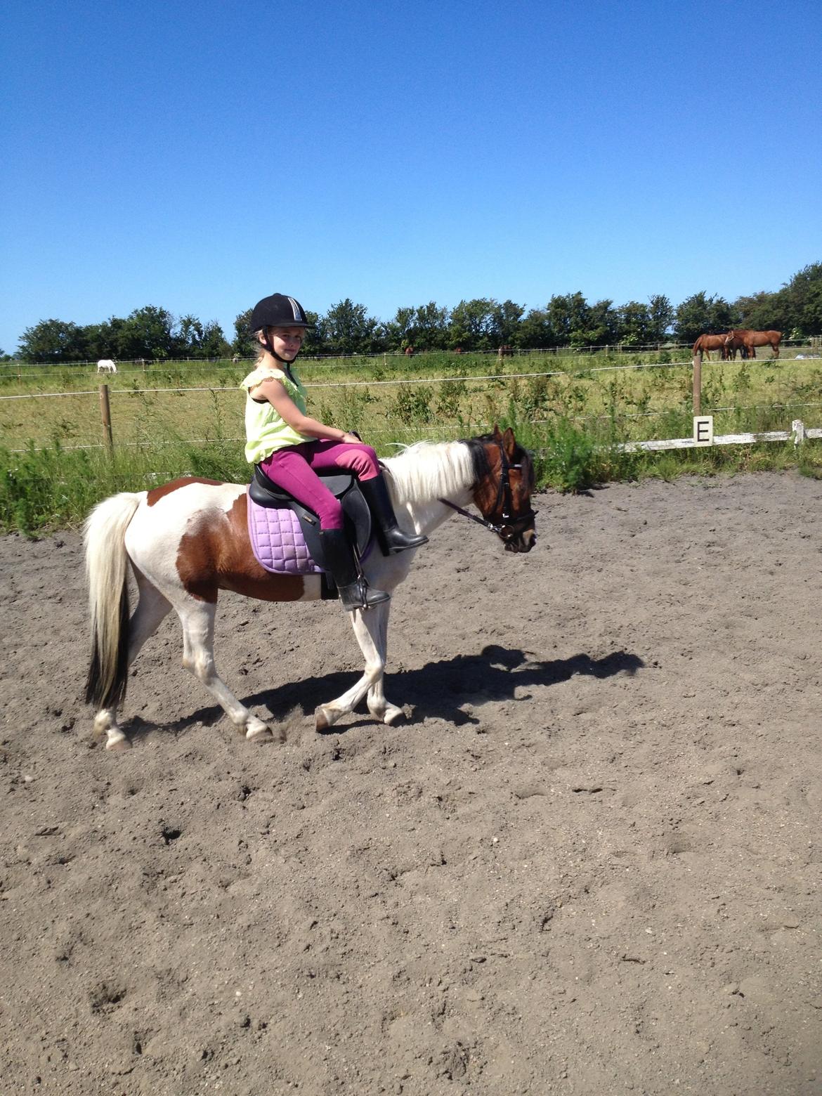 Anden særlig race Wasabi billede 14