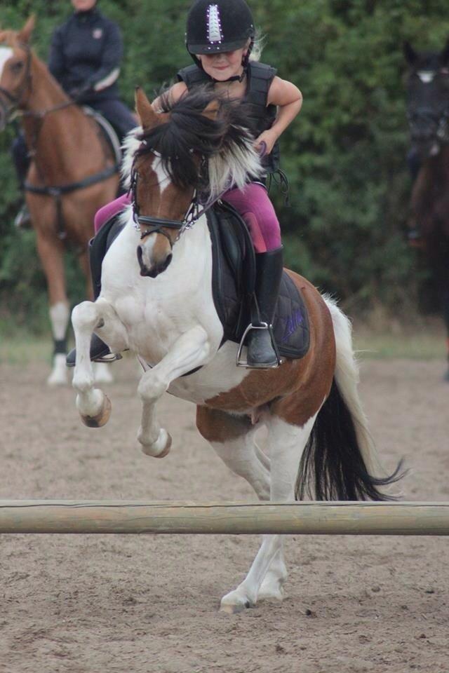Anden særlig race Wasabi billede 13