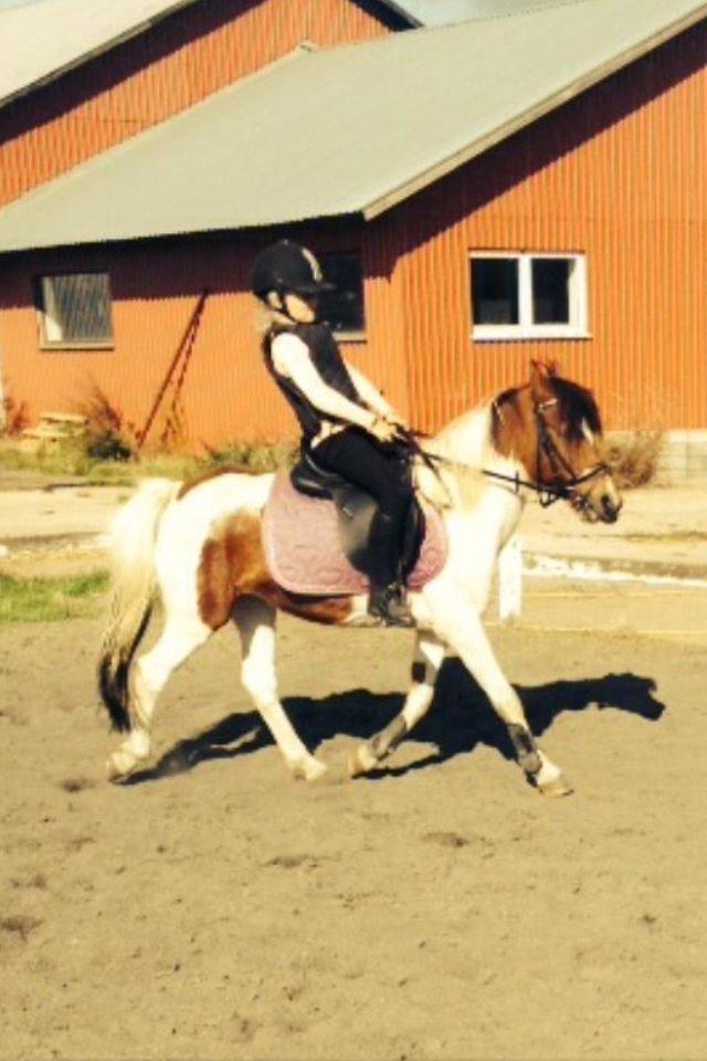 Anden særlig race Wasabi billede 15