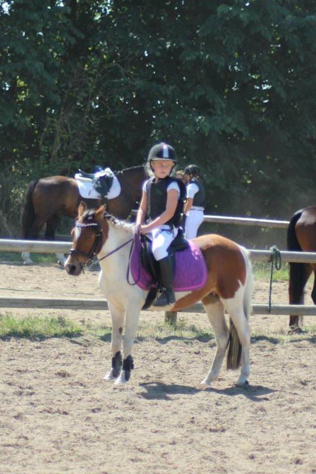 Anden særlig race Wasabi billede 16