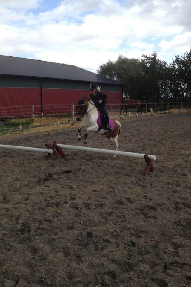 Anden særlig race Wasabi billede 17