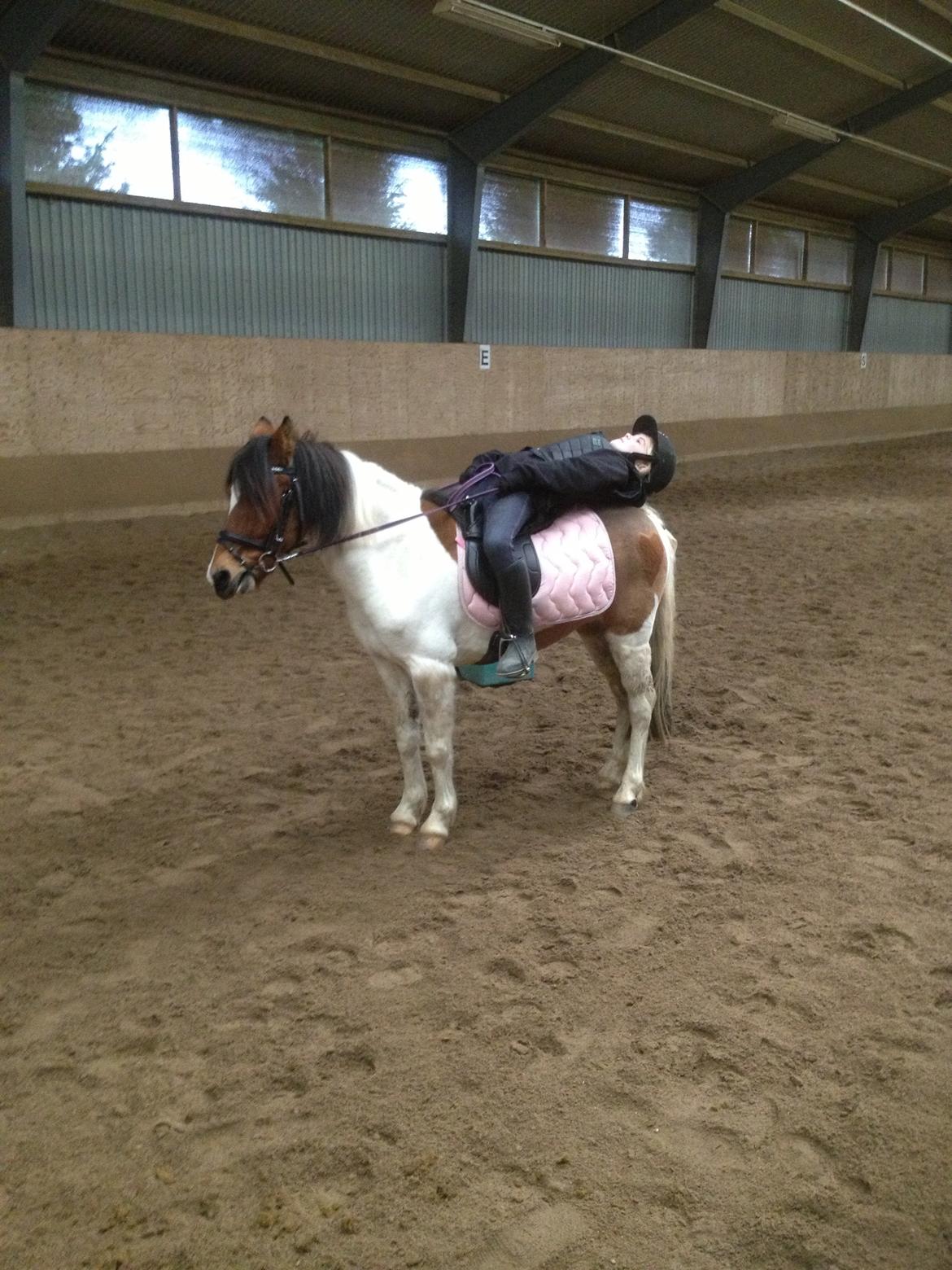 Anden særlig race Wasabi billede 18