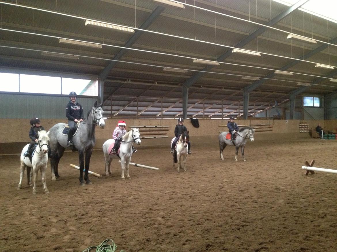 Anden særlig race Wasabi billede 19