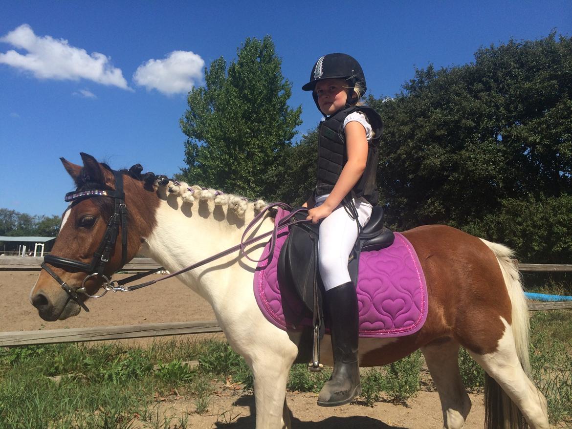 Anden særlig race Wasabi billede 20