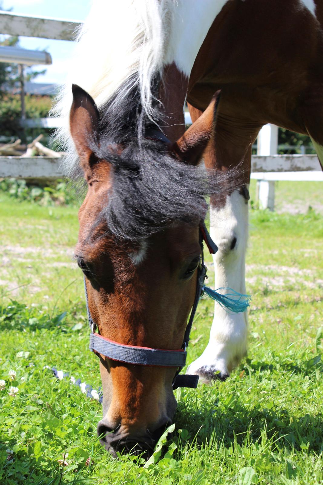 Anden særlig race Flicka [ELEVPONY] billede 23