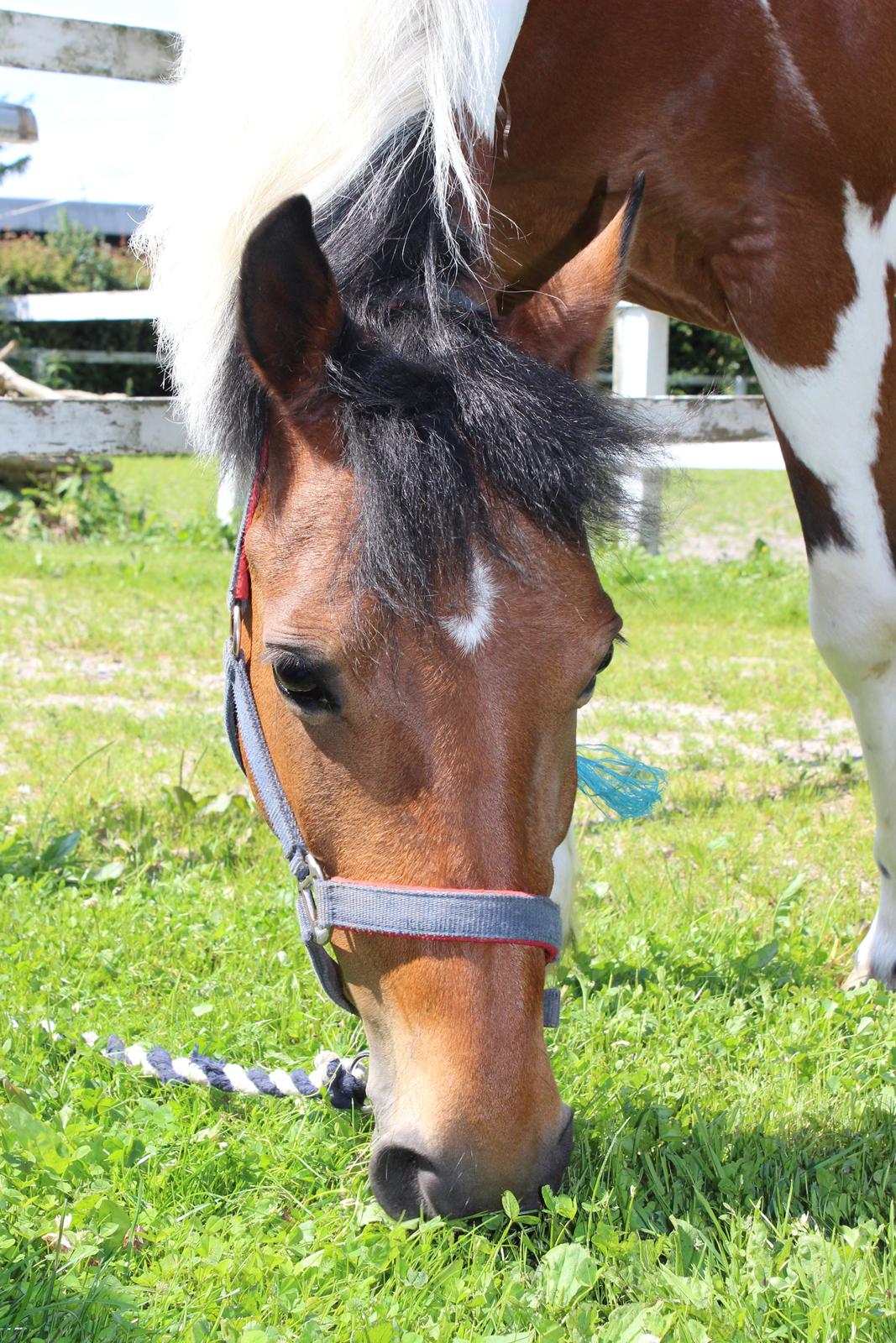 Anden særlig race Flicka [ELEVPONY] billede 24