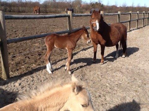 Welsh Partbred (Sec F) Stenhedegårds Goliat billede 1