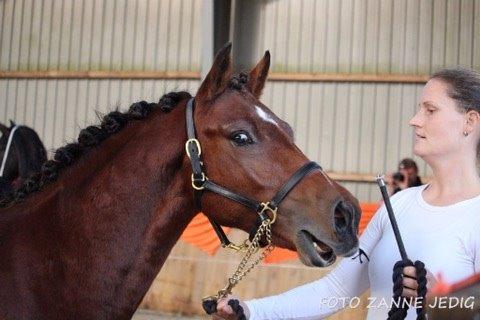 Welsh Partbred (Sec F) Stenhedegårds Goliat billede 2