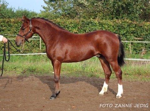 Welsh Partbred (Sec F) Stenhedegårds Goliat billede 3