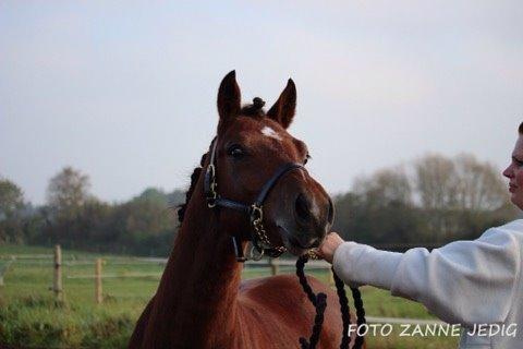 Welsh Partbred (Sec F) Stenhedegårds Goliat billede 4