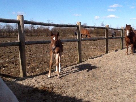 Welsh Partbred (Sec F) Stenhedegårds Goliat billede 5