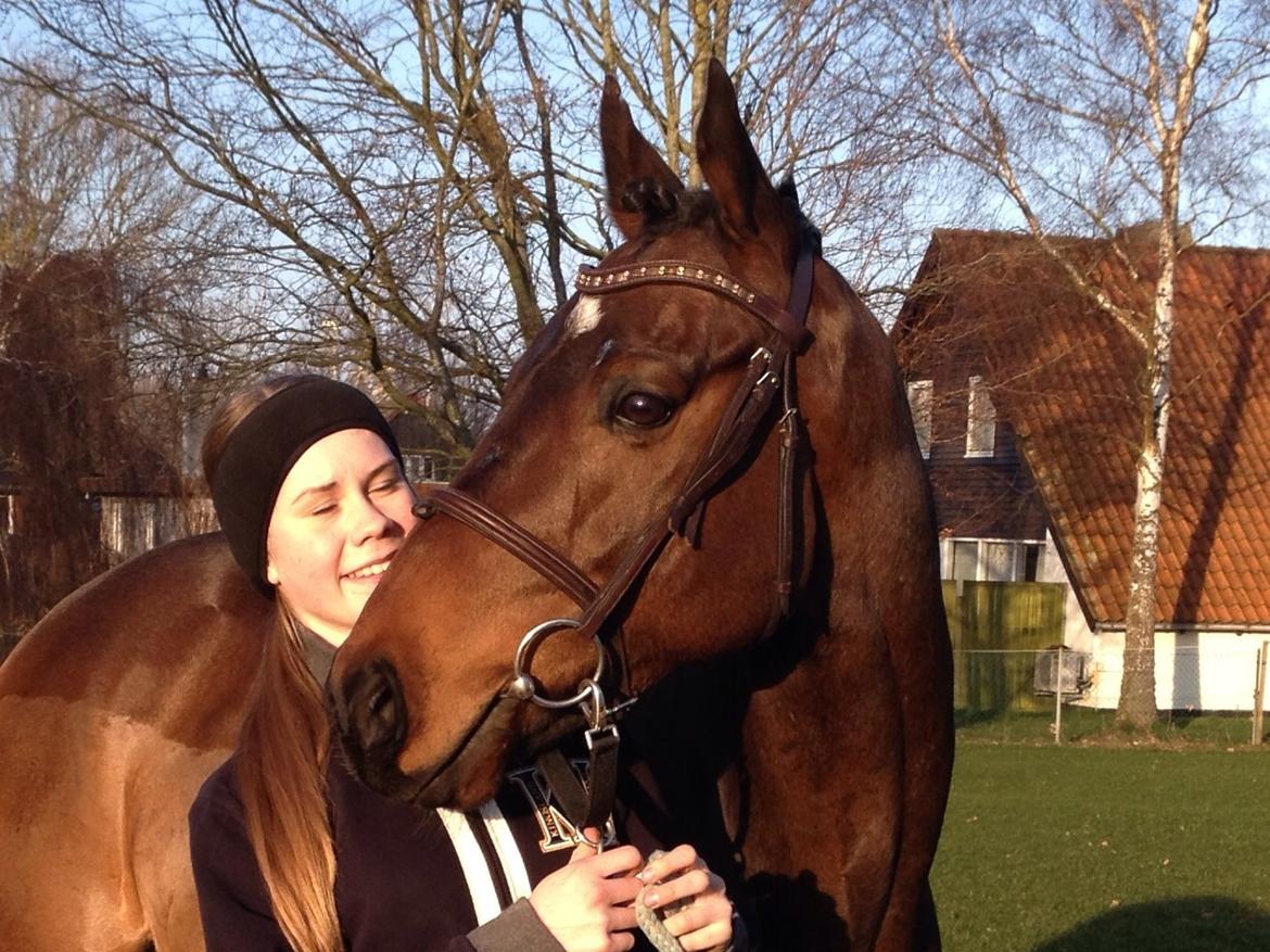 Fuldblod (XX) Bailey Blue billede 9