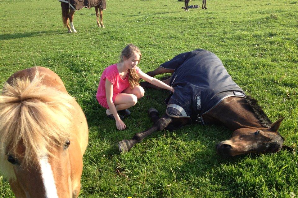 Fuldblod (XX) Bailey Blue billede 6