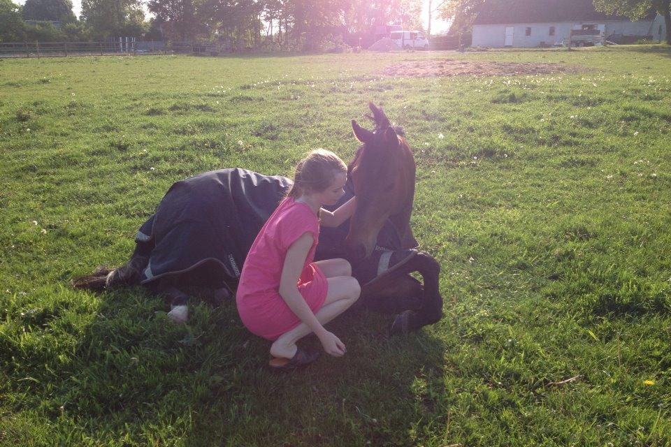 Fuldblod (XX) Bailey Blue billede 7