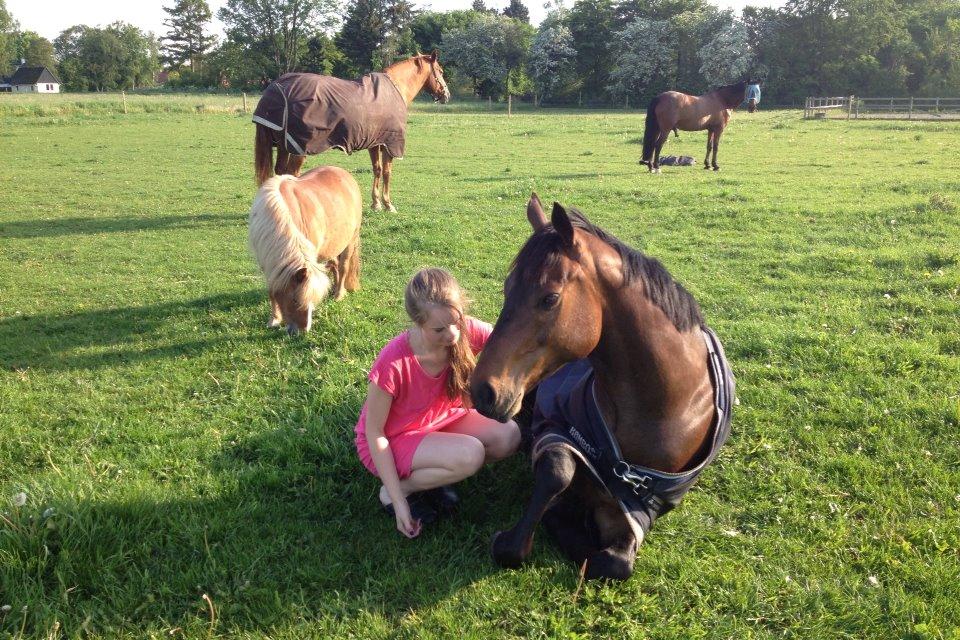 Fuldblod (XX) Bailey Blue billede 5