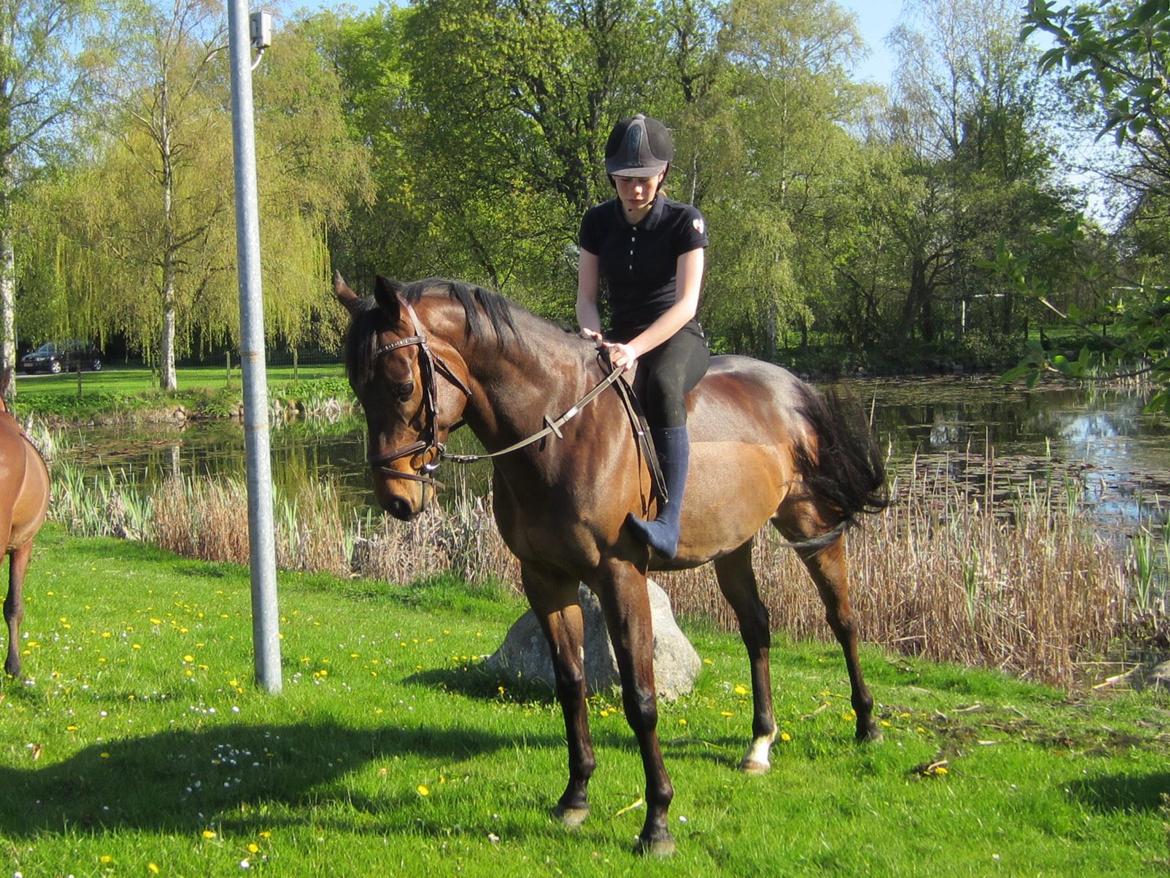 Fuldblod (XX) Bailey Blue - Sommer 2014 billede 10