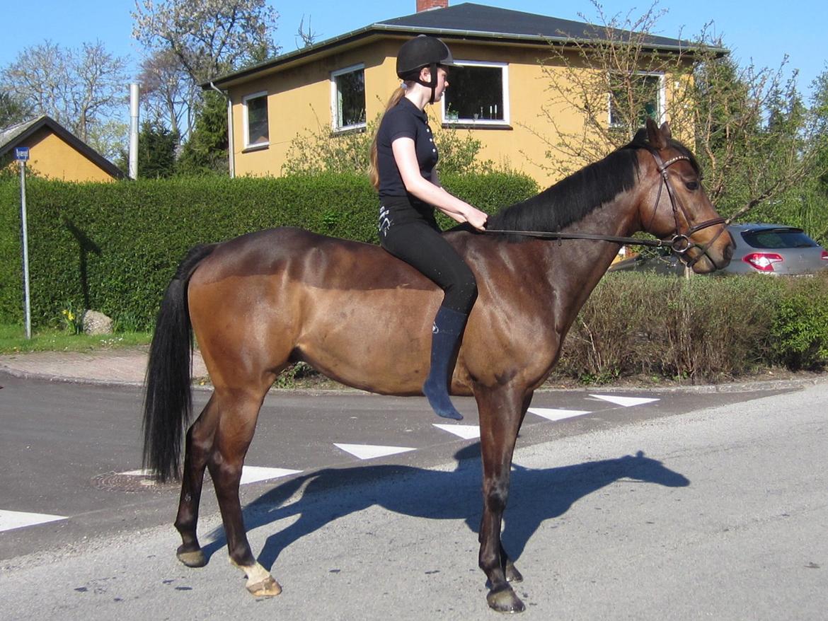 Fuldblod (XX) Bailey Blue - Sommer 2014 billede 11