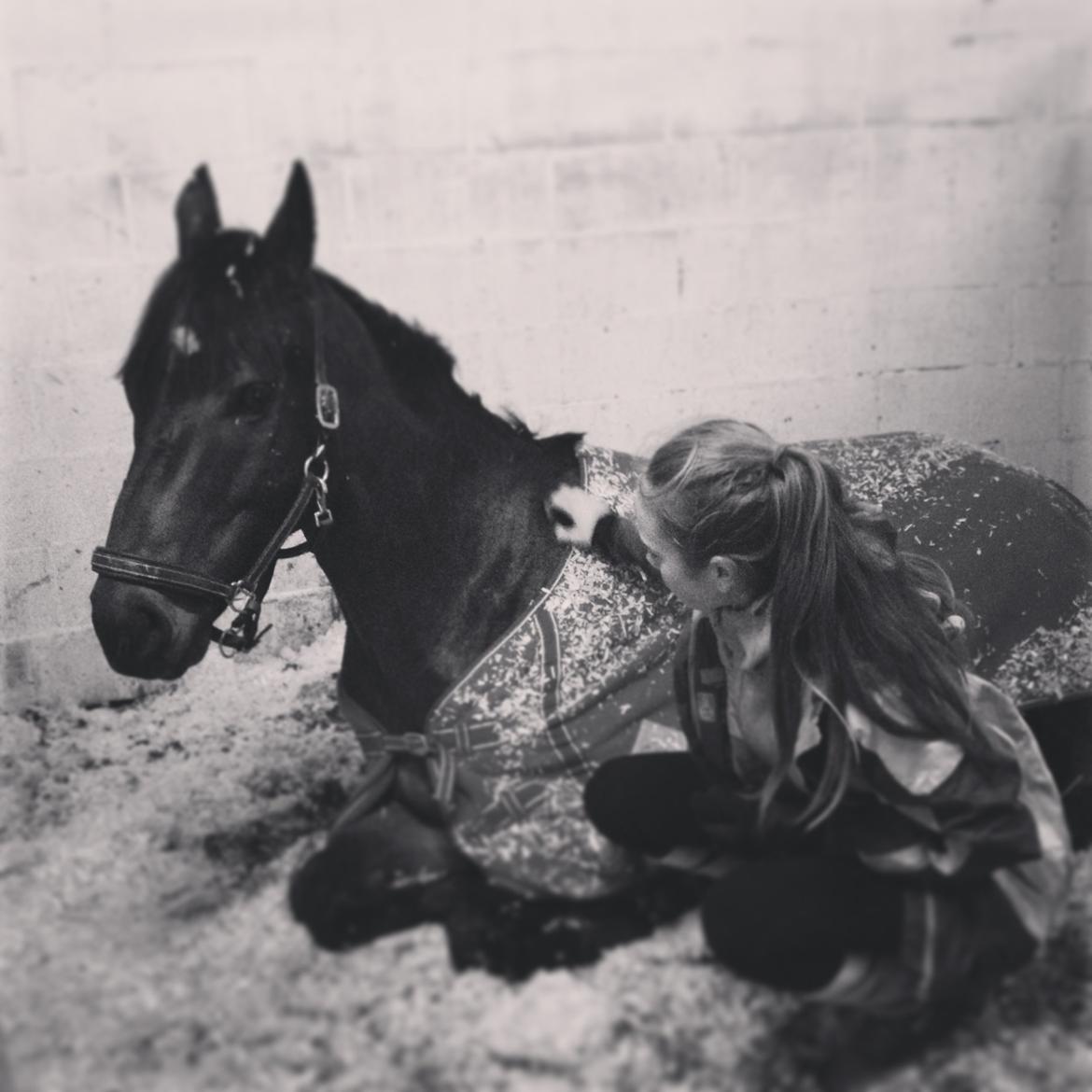 Fuldblod (XX) Bailey Blue - Da jeg var ude og besøge ham hos gamle ejer billede 2