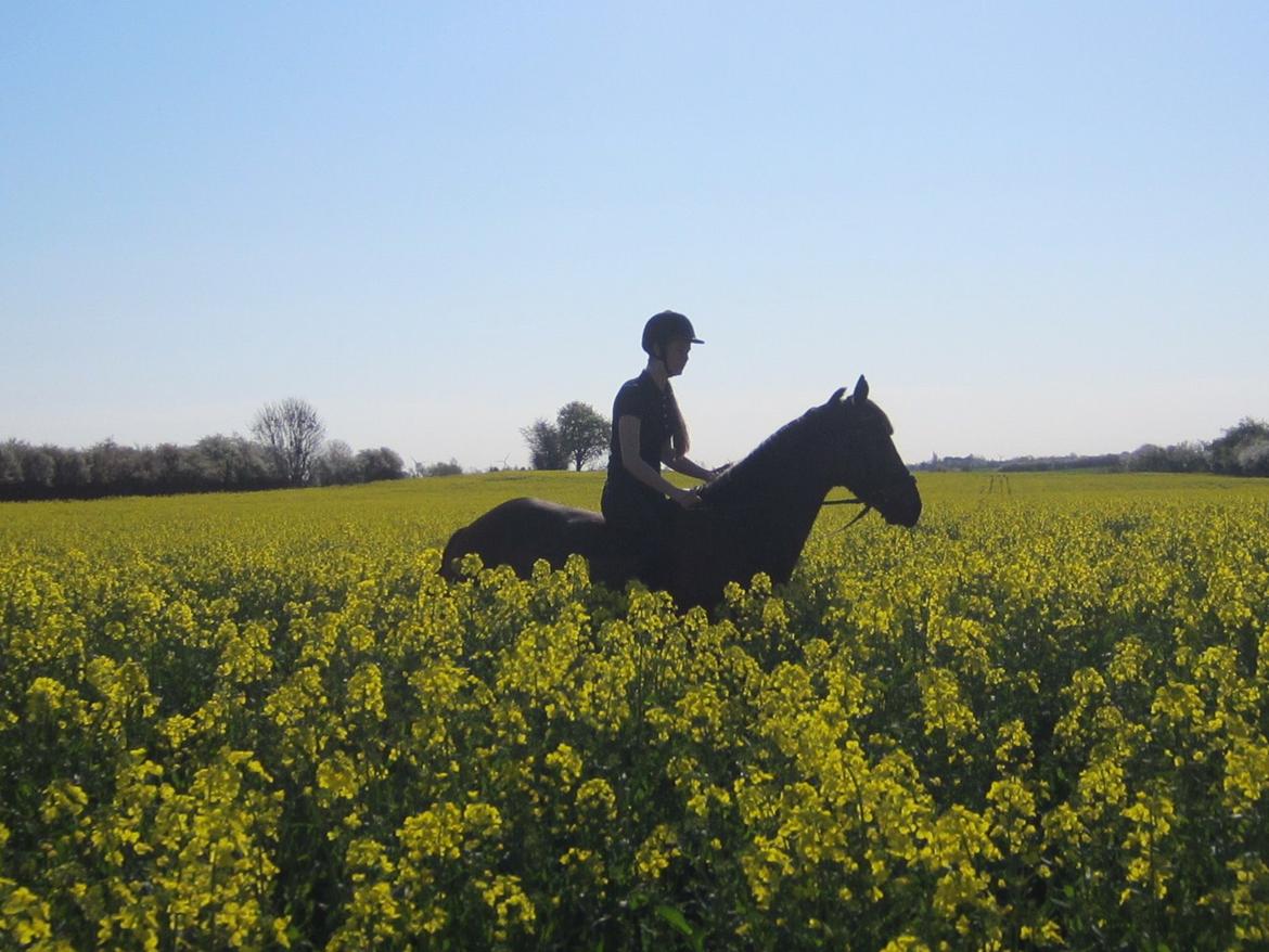 Fuldblod (XX) Bailey Blue - Sommer 2014 billede 12