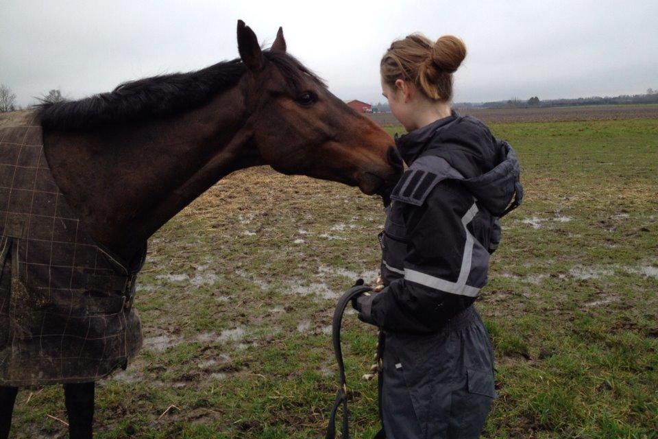 Fuldblod (XX) Bailey Blue billede 4