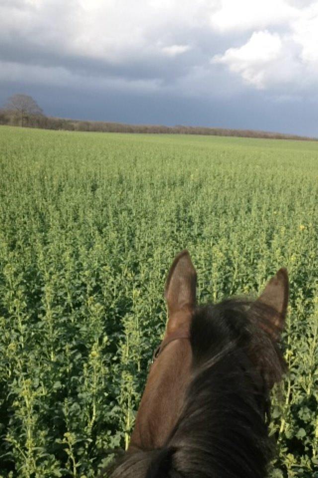 Fuldblod (XX) Bailey Blue billede 13