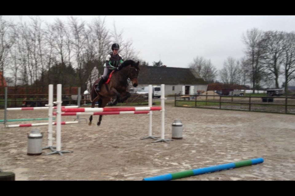 Fuldblod (XX) Bailey Blue - 115 billede 8