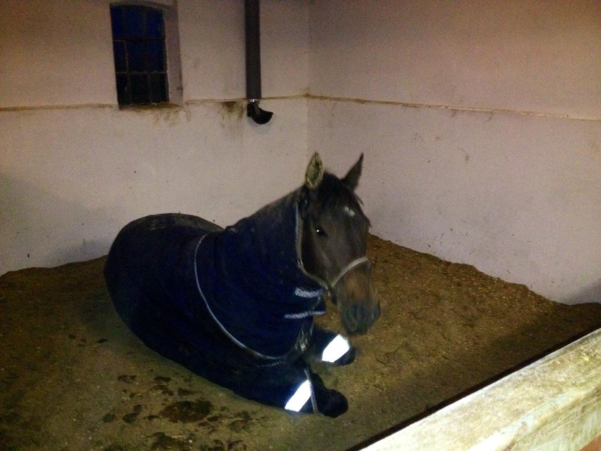 Fuldblod (XX) Bailey Blue billede 14