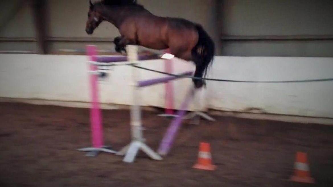 Fuldblod (XX) Bailey Blue - Støtten ud billede 1