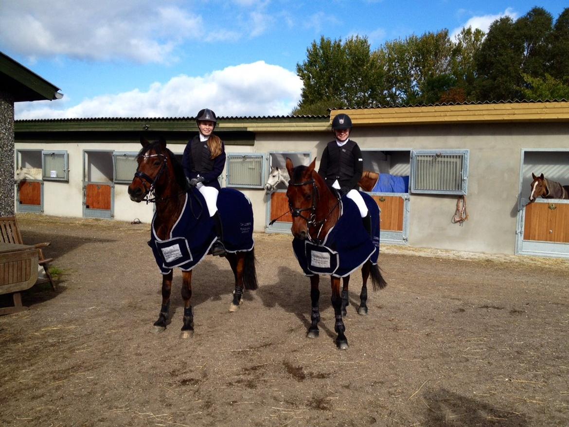 Irsk Sportspony Siempre Amigo - Stævne på Strø billede 11