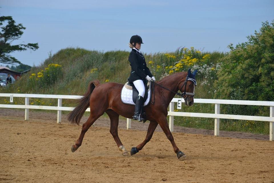 Anden særlig race Sunrise *Sunnie* - Øget trav :-)  billede 10