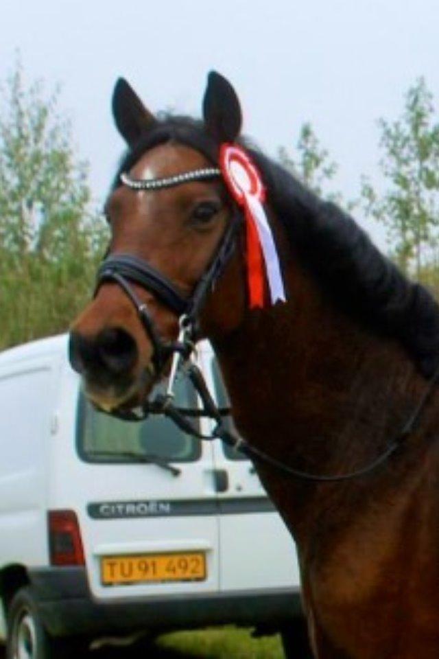 Irsk Sportspony Siempre Amigo billede 3