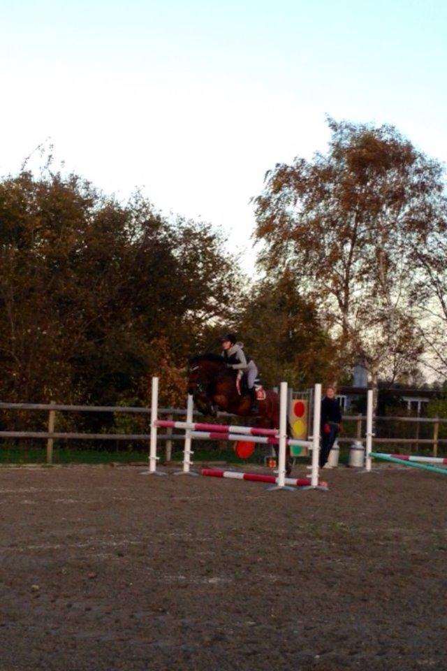 Irsk Sportspony Siempre Amigo - Springtræning derhjemme billede 8