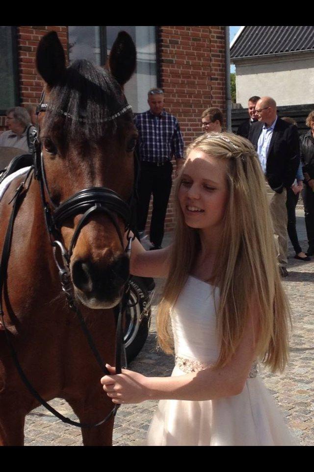 Irsk Sportspony Siempre Amigo - Majas konfirmation billede 12