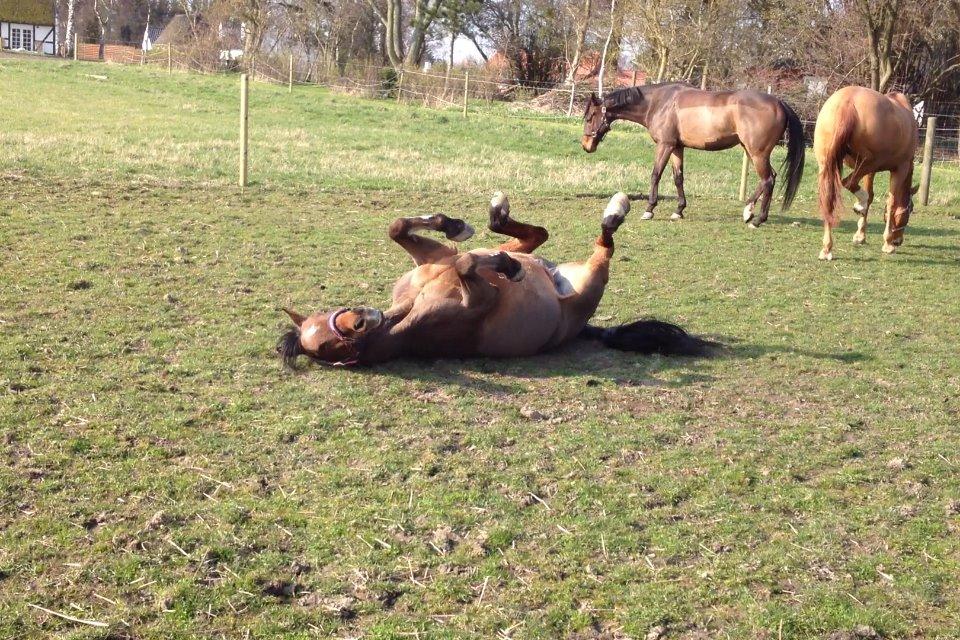 Irsk Sportspony Siempre Amigo billede 18