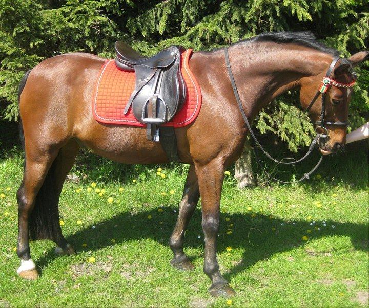 Irsk Sportspony Siempre Amigo billede 20