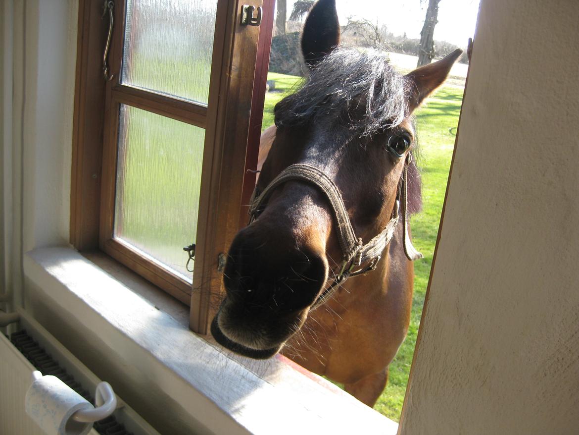 Irsk Sportspony Siempre Amigo - Sommer på Gården billede 17