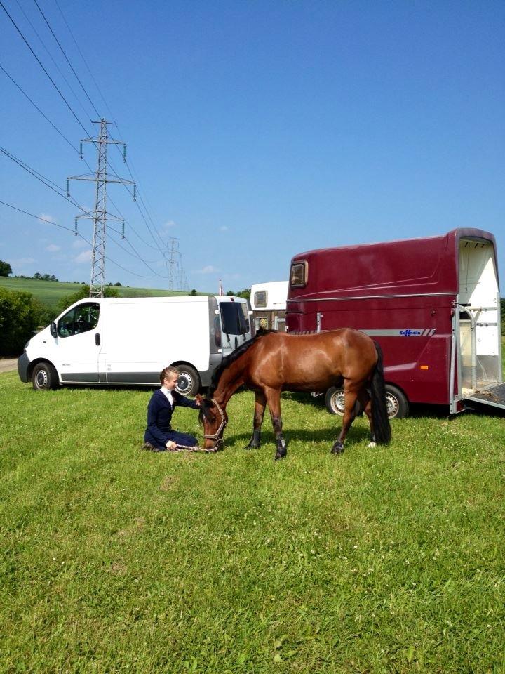 Irsk Sportspony Siempre Amigo billede 6