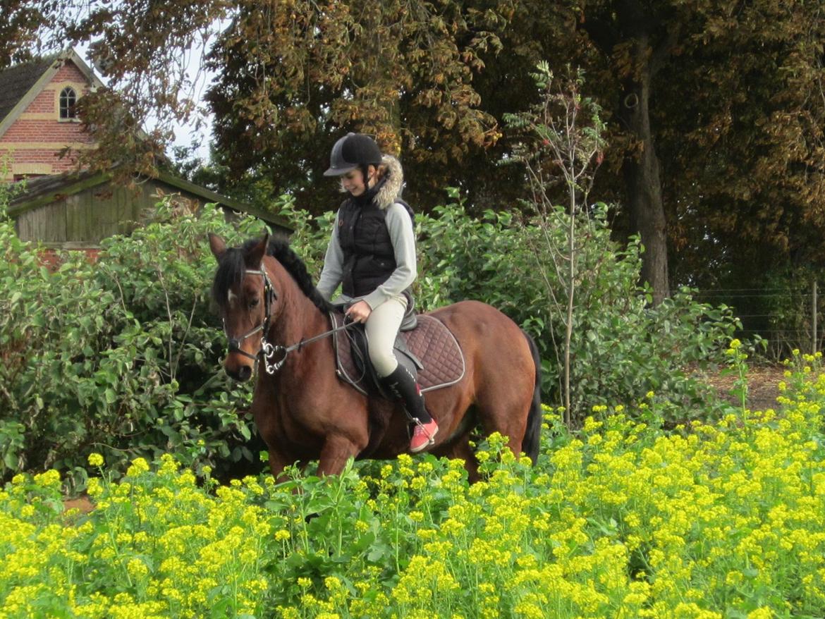 Irsk Sportspony Siempre Amigo - Sommer på gården billede 4