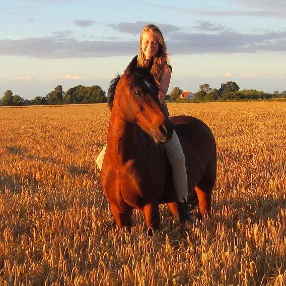 Irsk Sportspony Siempre Amigo - Sommer på gården billede 1