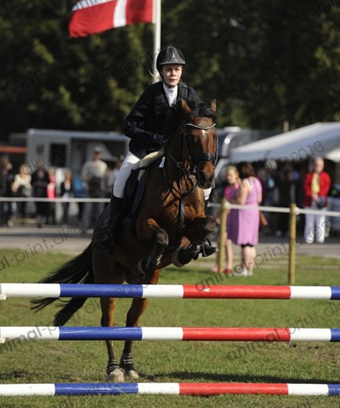 Irsk Sportspony Siempre Amigo - Store Hestedag billede 5